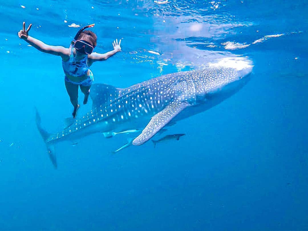 Bisa berenang bareng hiu (Foto: Instagram/ocha_zhen)