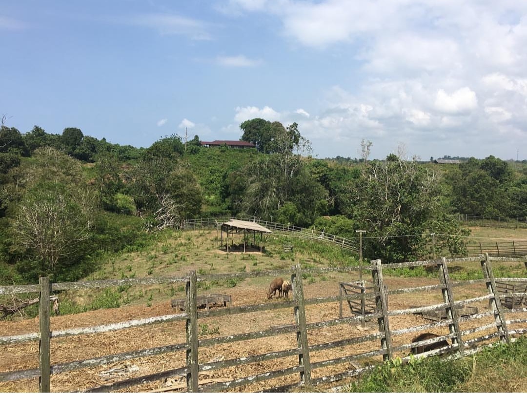 Penangkaran Rusa Penajam