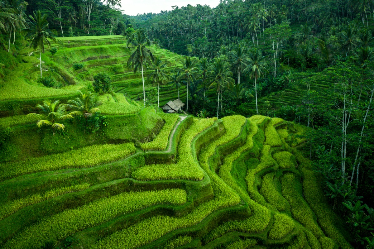 Tegalalang rice terraces in Bali, the hidden gems must visit