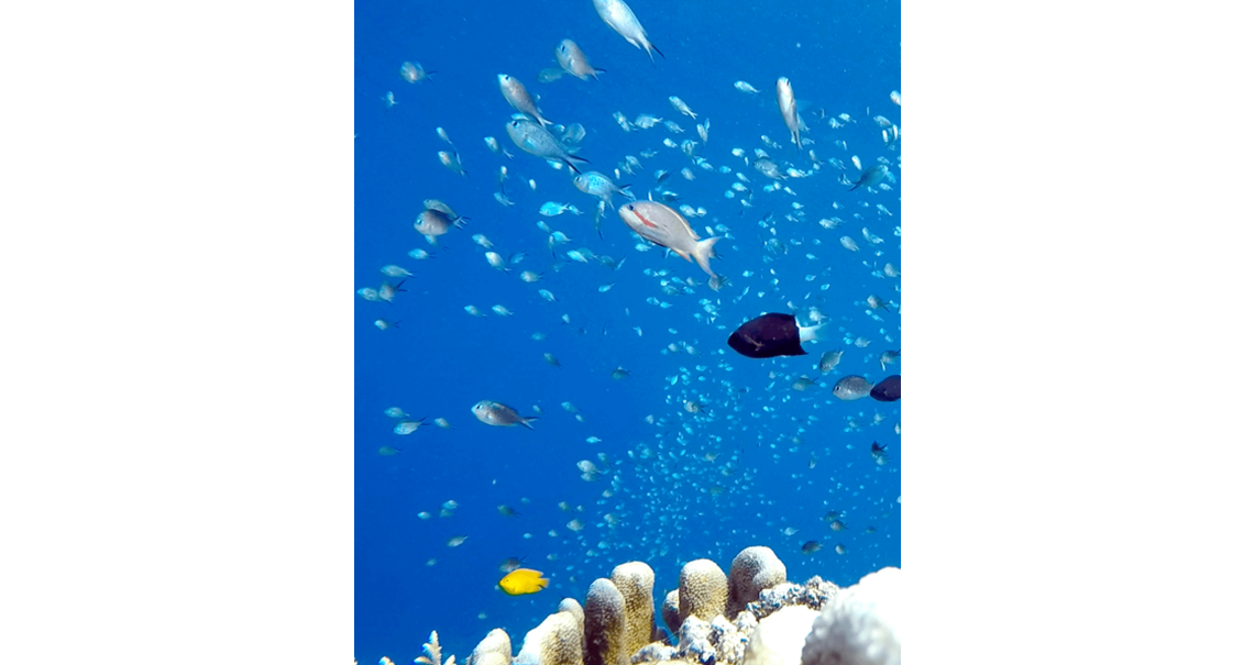 Dekat Pulau Derawan Coral-di-Palung-Kakaban
