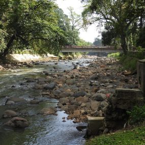 kebun raya bogor