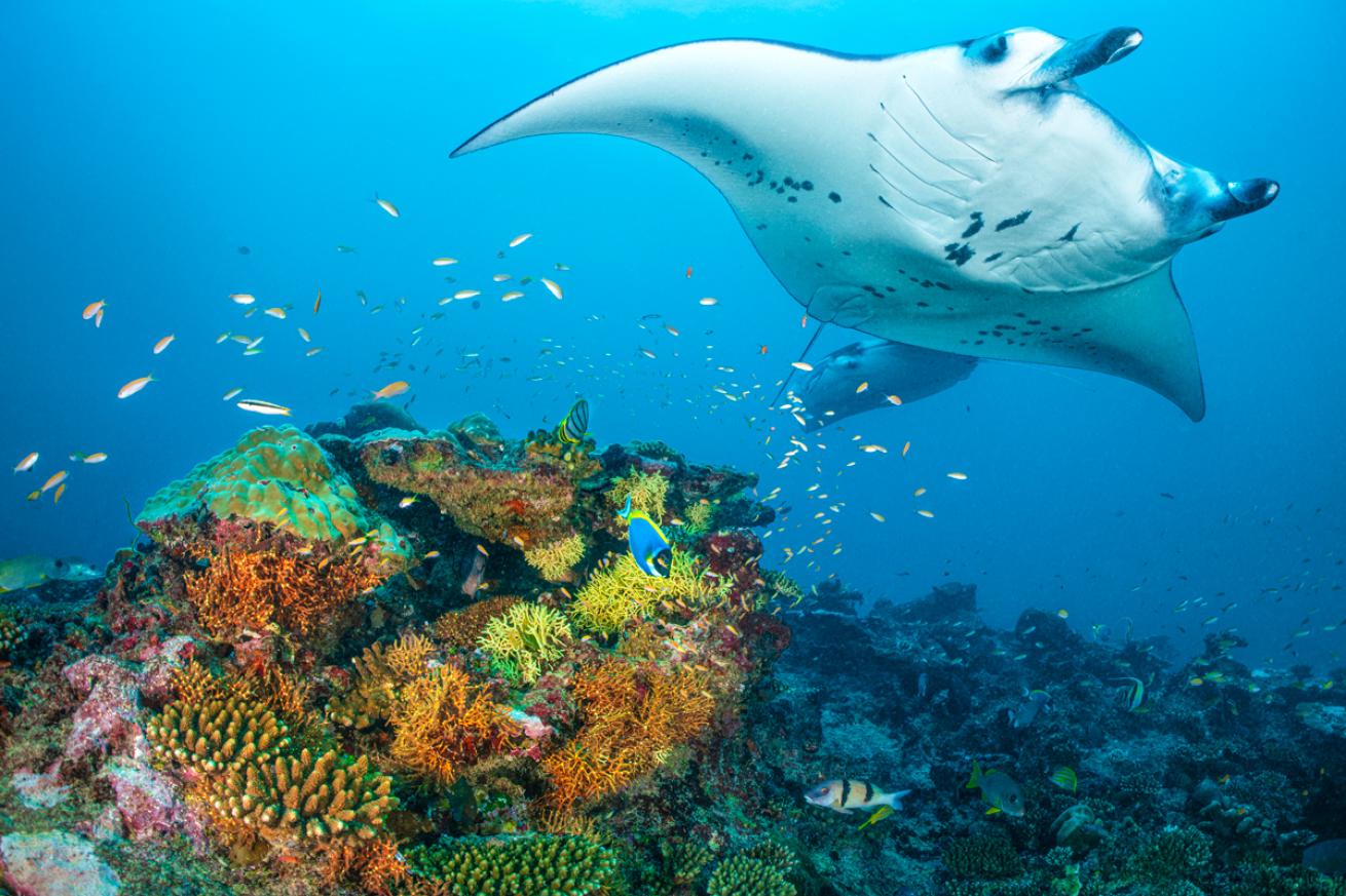 manta di tur labuan bajo